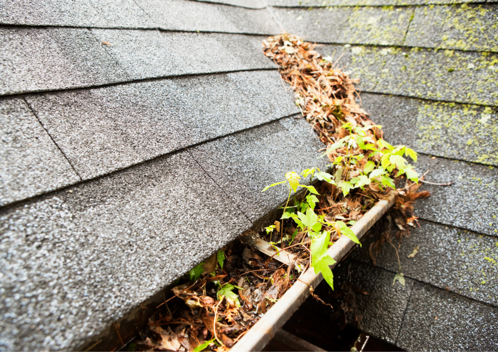 clogged gutter, full of fallen leaves